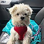 puppy, dog, white, fluffy, red_harness, car_interior, car_seat, towel, pet, cute, small_dog, leash, indoor, adorable, animal, fur, sitting, young_dog, vehicle, companion