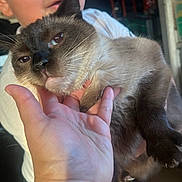 Batman joined the competition — help win amazing prizes! cat, siamese_cat, person, hand, face, animal, pet, indoor, fur, whiskers, close_up, holding, portrait, domestic_animal, cute, feline, mammal, claws, skin, expression