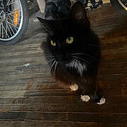 Boy is registered to the contest to win money with this photo: cat, black_cat, white_paws, wooden_floor, bicycle, wheel, indoor, pet, animal, curious, feline, whiskers, fur, domestic_animal, flooring, household, closeup, looking_up, background, dark