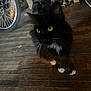 cat, black_cat, white_paws, wooden_floor, bicycle, wheel, indoor, pet, animal, curious, feline, whiskers, fur, domestic_animal, flooring, household, closeup, looking_up, background, dark