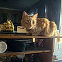 cat, ginger_cat, feline, pet, indoor, furniture, wooden_shelf, television, decorative_figurine, golden_statue, household_items, box, cord, door, floor, curious, animal, mammal, domestic, resting