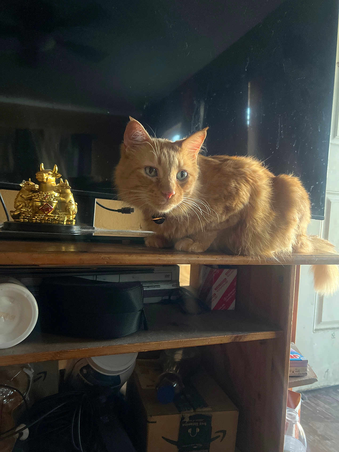 Mr Kittles