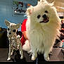 Tofu joined the competition — help win amazing prizes! animal, bright, counter, cute, dog, dog_skeleton, fluffy, fur, happy, indoors, leash, model, person, pet, pomeranian, sign, small_dog, smiling, veterinary_clinic, white_dog