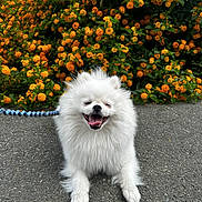 Tofu joined the competition — help win amazing prizes! canine, cute, dog, flowers, fluffy, green_leaves, happy, leash, nature, orange_flowers, outdoor, pavement, pet, pomeranian, sitting, small_dog, smiling, sunny, tongue_out, white_fur