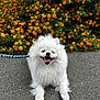 canine, cute, dog, flowers, fluffy, green_leaves, happy, leash, nature, orange_flowers, outdoor, pavement, pet, pomeranian, sitting, small_dog, smiling, sunny, tongue_out, white_fur