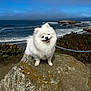 Tofu joined the competition — help win amazing prizes! animal, cloudy_sky, coast, daytime, dog, fluffy, grass, happy, landscape, leash, nature, ocean, outdoor, pet, pomeranian, rock, shrubbery, smiling, waves, white_dog
