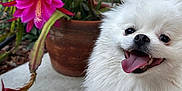 Tofu is registered to the contest to win money with this photo: animal, cactus, closeup, concrete, cute, dog, flower, fluffy, happy, leash, nature, outdoor, pet, pink_flower, plant, pomeranian, pot, smiling, tongue_out, white_fur