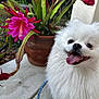 animal, cactus, closeup, concrete, cute, dog, flower, fluffy, happy, leash, nature, outdoor, pet, pink_flower, plant, pomeranian, pot, smiling, tongue_out, white_fur
