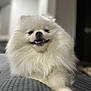 animal, canine, cockerspaniel, dog, eskimodog, papillon, pet, poodle, puppy, terrier, white, whitedog