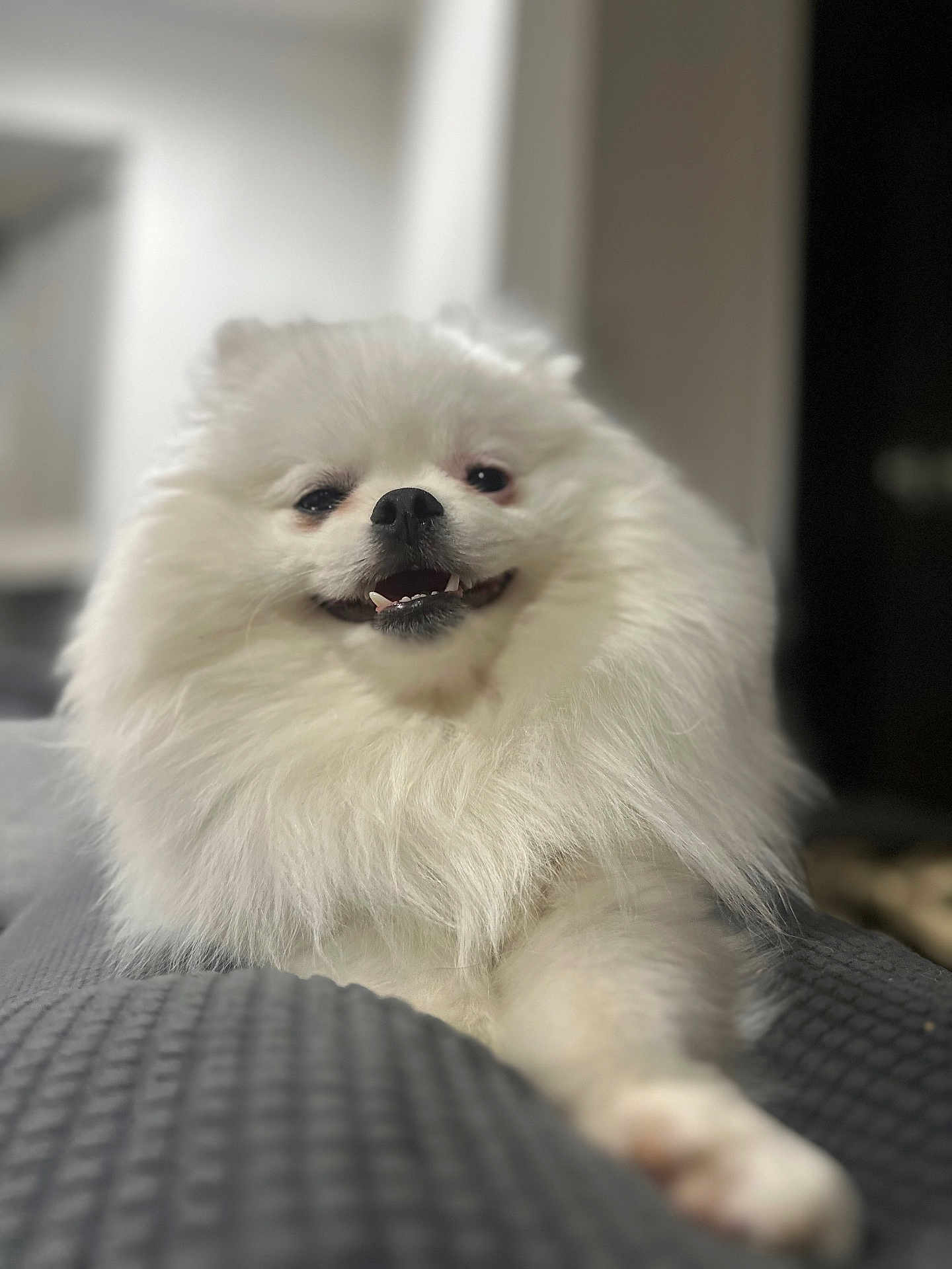 Tofu