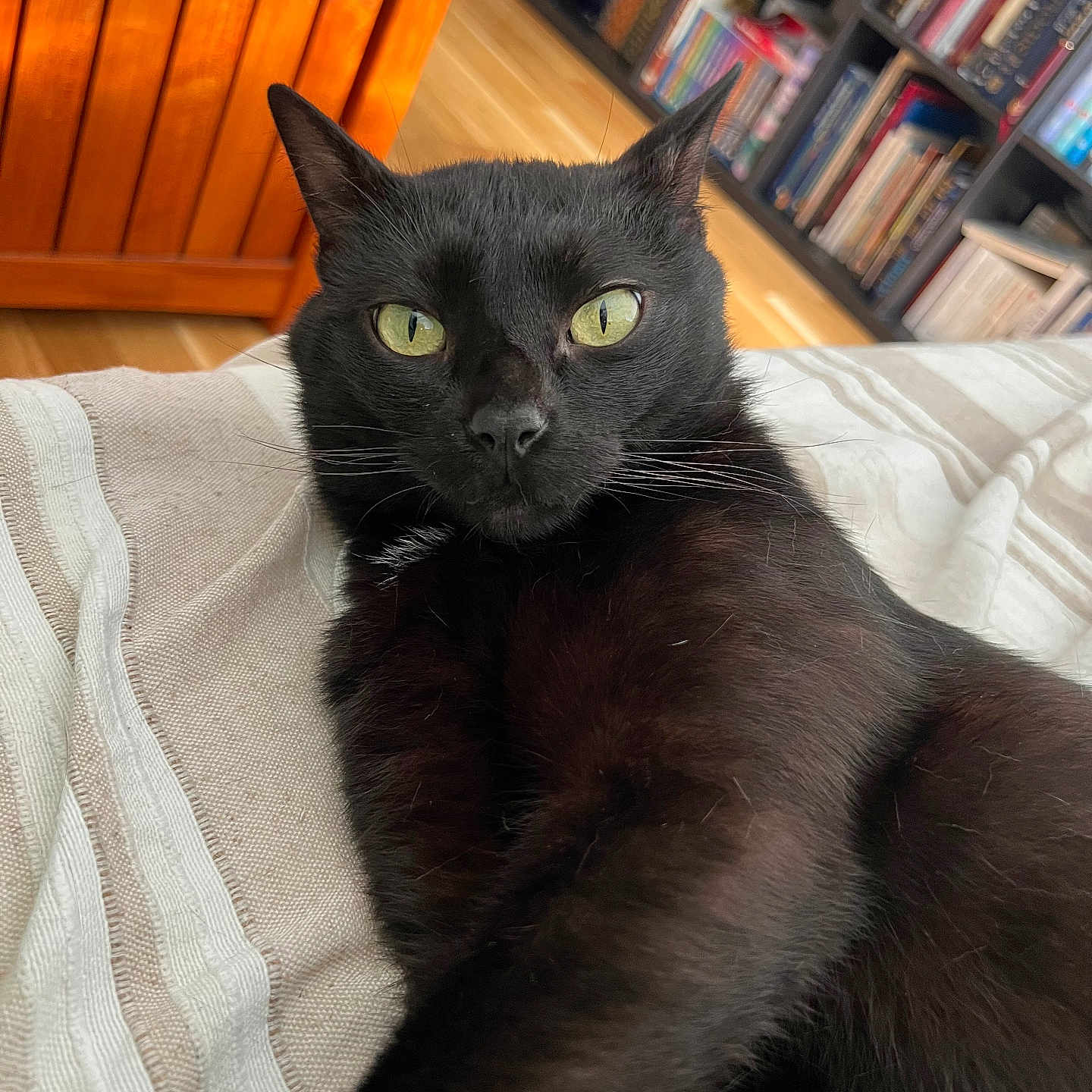 Moushki participe au concours pour gagner de l'argent avec cette photo : black_cat, blanket, books, bookshelf, cat, close_up, cozy, domestic_animal, feline, floor, fur, green_eyes, home, indoor, pet, portrait, relaxed, resting, whiskers, wooden_furniture