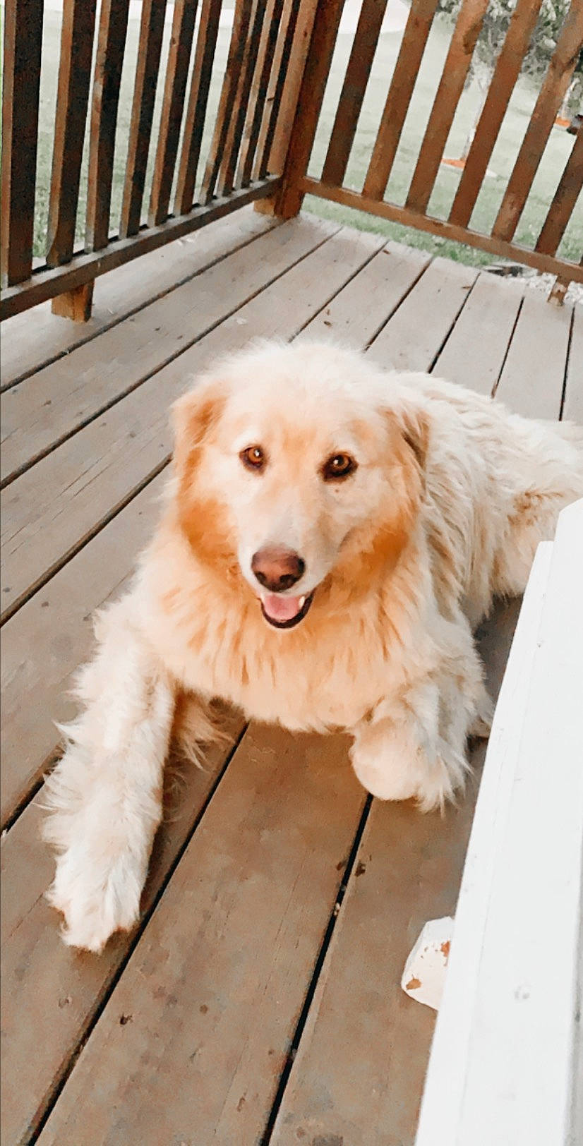 Gracie is registered to the contest to win money with this photo: canidae, carnivore, companion_dog, dog, dog_breed, dog_supply, fawn, fence, flooring, fur, hardwood, natural_material, pet_supply, plant, smile, snout, sporting_group, tree, wood, working_animal