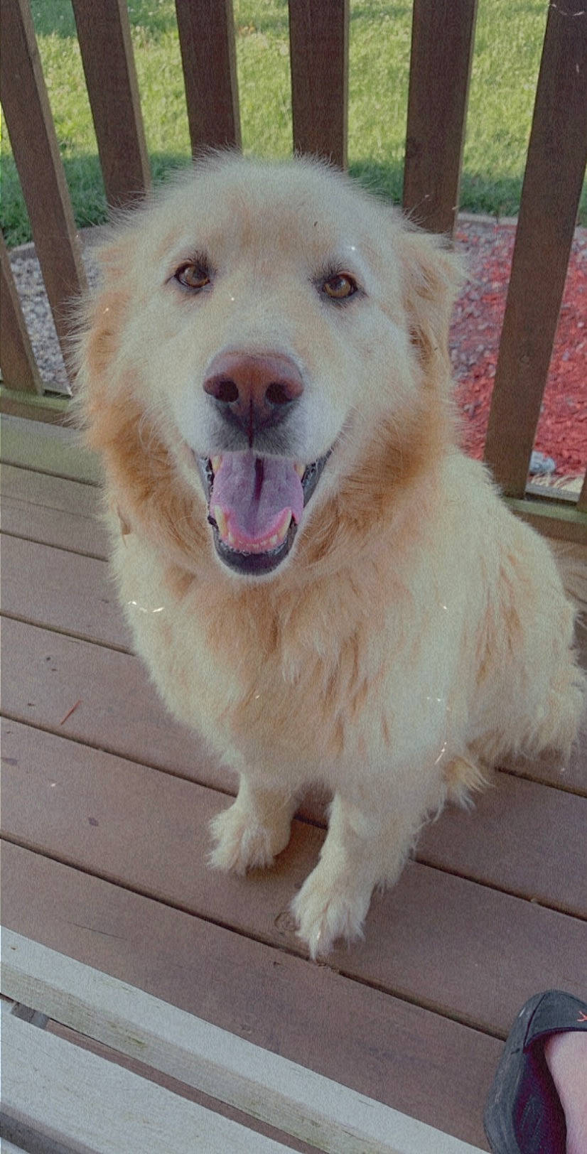 Gracie joined the competition — help win amazing prizes! ancient_dog_breeds, canidae, carnivore, collar, companion_dog, dog, dog_breed, fang, fawn, fence, fur, giant_dog_breed, paw, pet_supply, snout, sporting_group, terrestrial_animal, whiskers, working_animal, working_dog