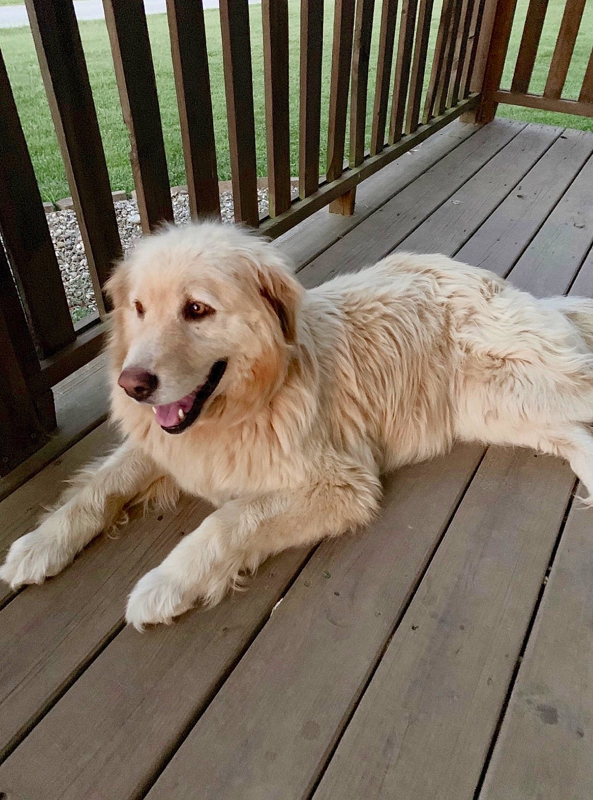 Gracie joined the competition — help win amazing prizes! canidae, carnivore, companion_dog, dog, dog_breed, fawn, fence, flooring, fur, grass, gun_dog, hardwood, home_fencing, plank, plant, sporting_group, tree, wood, working_animal, working_dog