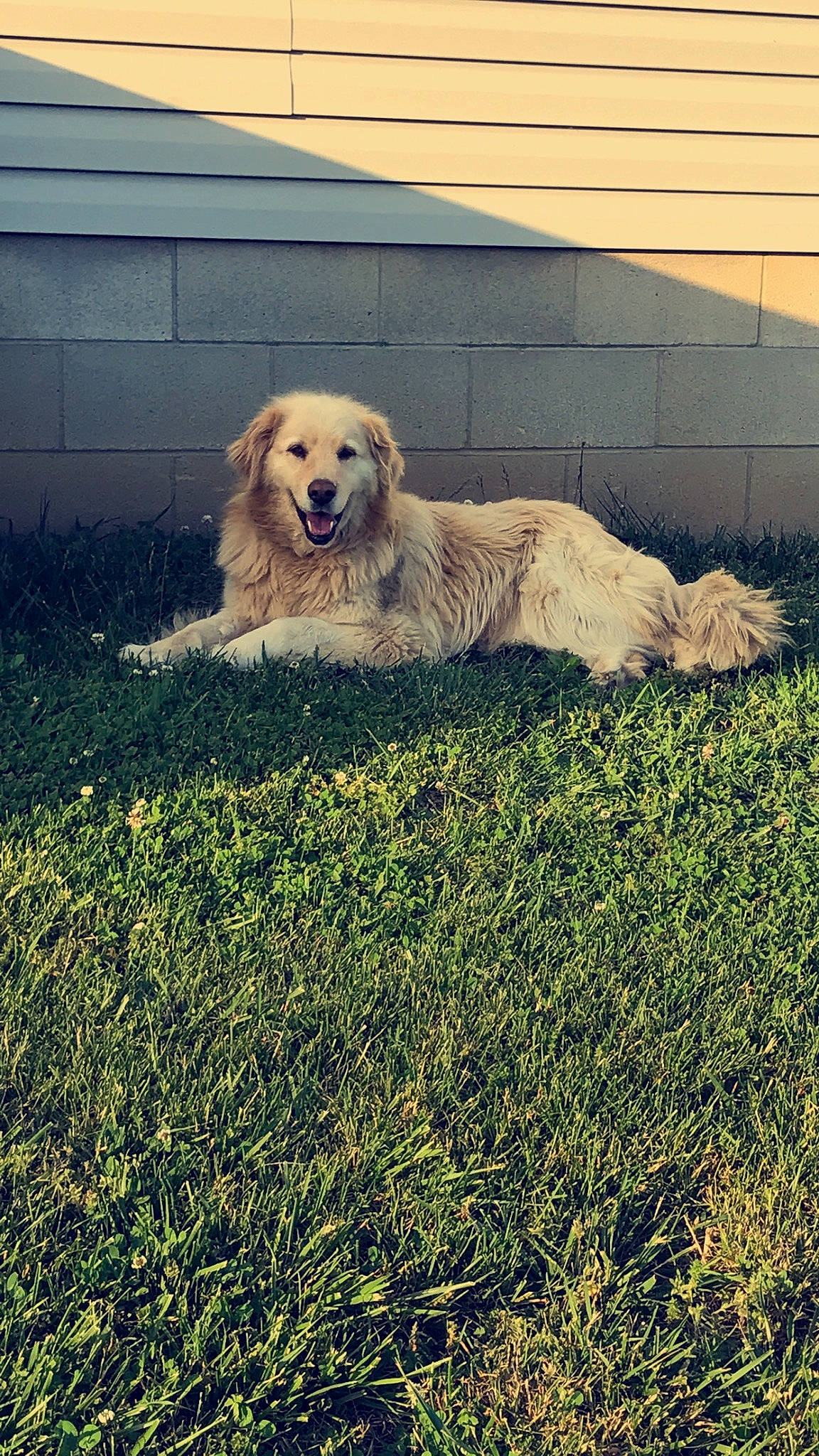 Gracie joined the competition — help win amazing prizes! canidae, carnivore, companion_dog, dog, dog_breed, fur, grass, grassland, great_pyrenees, happy, kuvasz, landscape, livestock_guardian_dog, people_in_nature, plant, retriever, sky, sporting_group, square, tints_and_shades