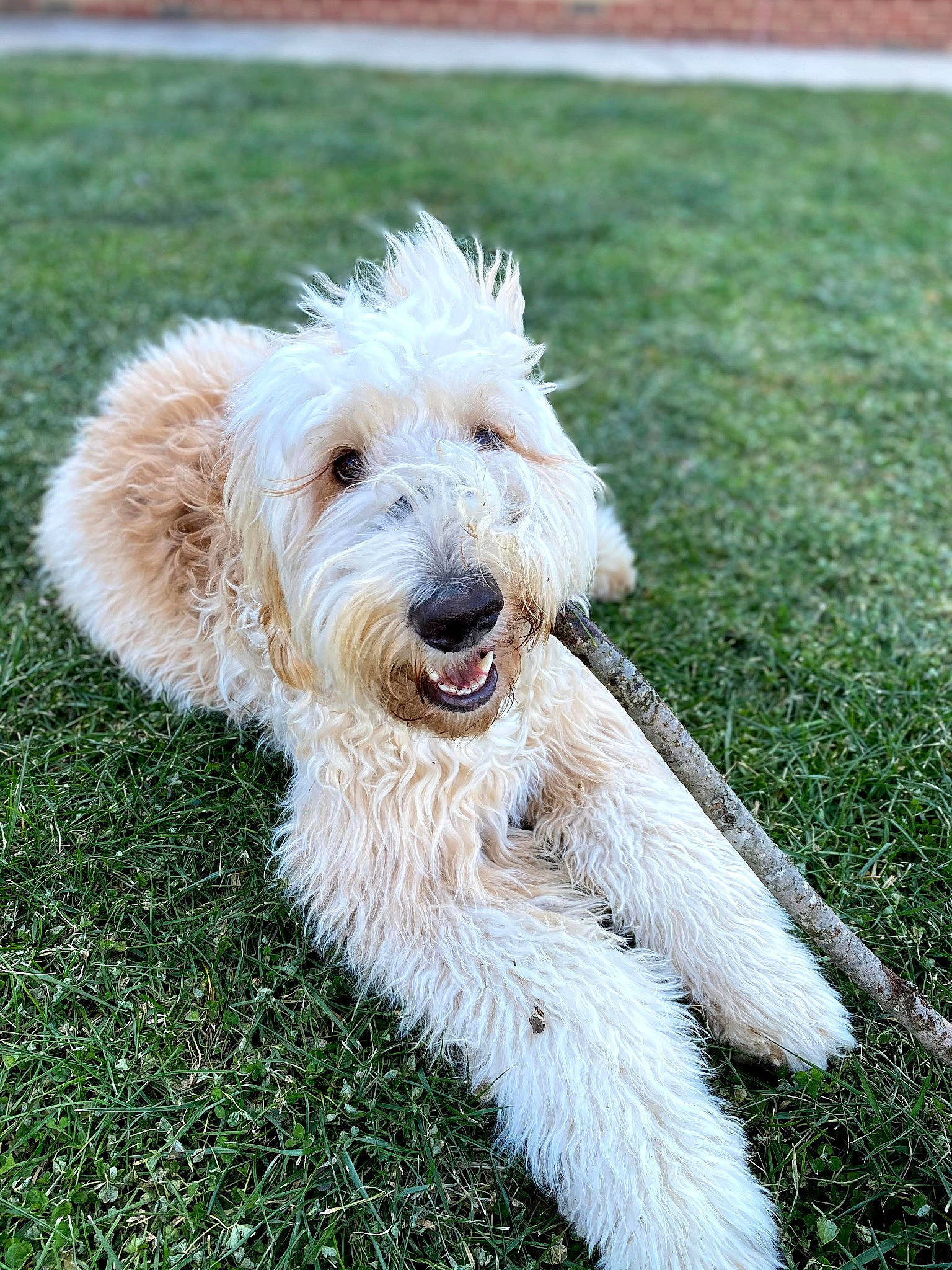 Kulfi is registered to the contest to win money with this photo: canidae, carnivore, companion_dog, dog, dog_breed, dog_collar, grass, plant, small_terrier, snout, sporting_group, tail, terrier, water_dog, working_animal