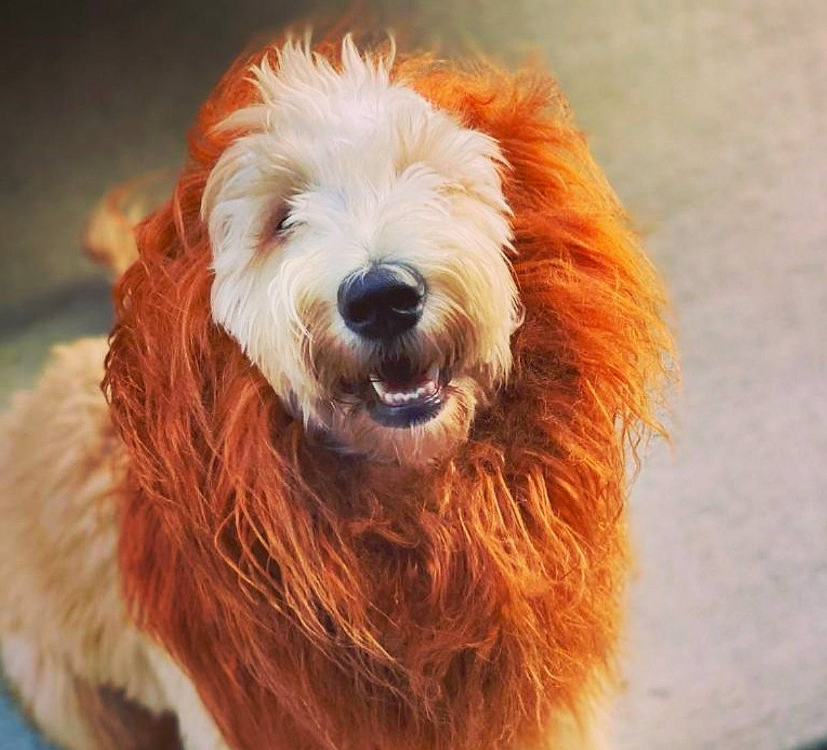 Kulfi is registered to the contest to win money with this photo: ancient_dog_breeds, canidae, carnivore, companion_dog, dog, dog_breed, fur, giant_dog_breed, liver, old_english_sheepdog, small_terrier, smile, snout, sporting_group, terrestrial_animal, terrier, working_animal