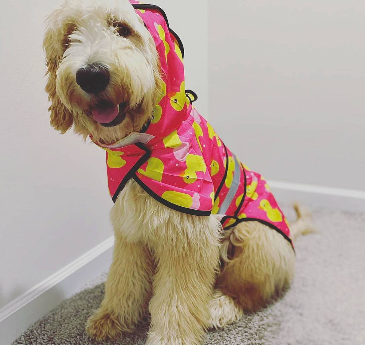 Kulfi joined the competition — help win amazing prizes! canidae, carnivore, collar, companion_dog, dog, dog_breed, dog_clothes, dog_collar, dog_supply, fashion_accessory, fur, leash, non_sporting_group, pet_supply, small_terrier, snout, sporting_group, terrier, toy, working_animal