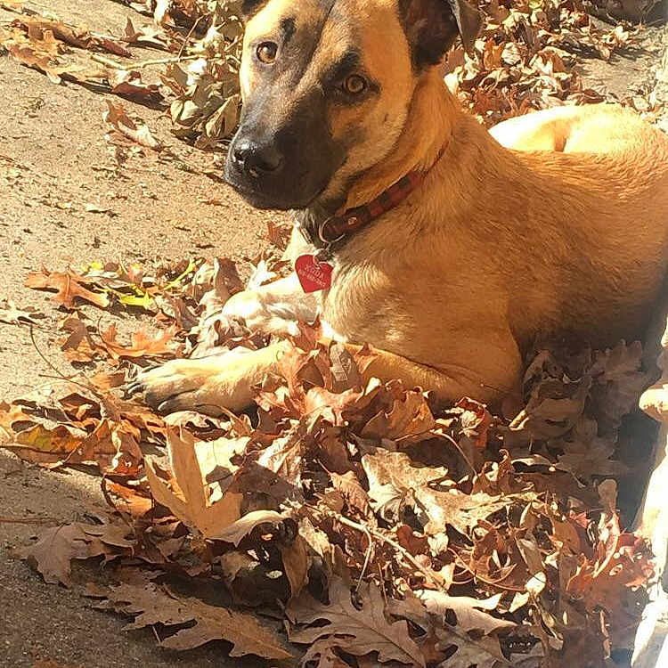 Koda is registered to the contest to win money with this photo: animal_shelter, carnivoran, dog, dog_breed, dog_like_mammal, snout, street_dog