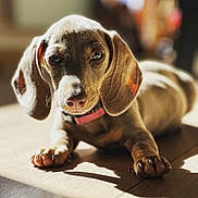 Saucisse participe au concours pour gagner de l'argent avec cette photo : dog, puppy, dachshund, close_up, floppy_ears, wooden_floor, sunlight, shadow, pet, animal, cute, domestic_animal, indoor, young_dog, fur, whiskers, collar, paw, relaxed, portrait