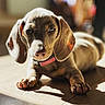 dog, puppy, dachshund, close_up, floppy_ears, wooden_floor, sunlight, shadow, pet, animal, cute, domestic_animal, indoor, young_dog, fur, whiskers, collar, paw, relaxed, portrait