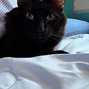 Akira joined the competition — help win amazing prizes! bedroom, black_cat, blanket, cat, closeup, comfortable, cozy, domestic_animal, feline, fur, indoor, jeans, person, pet, resting, soft_light, striped_shirt, whiskers, window, yellow_eyes