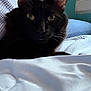 bedroom, black_cat, blanket, cat, closeup, comfortable, cozy, domestic_animal, feline, fur, indoor, jeans, person, pet, resting, soft_light, striped_shirt, whiskers, window, yellow_eyes
