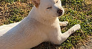 Ace participe au concours pour gagner de l'argent avec cette photo : dog, white_dog, outdoor, grass, sunlight, toy, plush_toy, concrete, yard, pet, animal, daylight, relaxed, sunbathing, nature, grass_patch, fence, resting, playful, cute