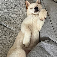 Ace participe au concours pour gagner de l'argent avec cette photo : dog, puppy, white_dog, lying_down, relaxed, paw, couch, blanket, furniture, indoor, pet, sleeping, cozy, fur, resting, animal, cute, paw_raised, canine, home