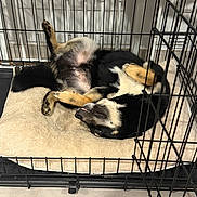 Aïko a rejoint le concours — aidez-le/la à gagner de superbes lots ! dog, crate, pet_bed, resting, black_and_tan, canine, indoor, fur, relaxed, tongue_out, animal, paw, sleeping_position, metal_bars, floor, cozy, cute, companion, domestic, pet