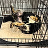 dog, crate, pet_bed, resting, black_and_tan, canine, indoor, fur, relaxed, tongue_out, animal, paw, sleeping_position, metal_bars, floor, cozy, cute, companion, domestic, pet