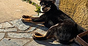 Aïko a rejoint le concours — aidez-le/la à gagner de superbes lots ! dog, black_dog, tan_dog, lying_down, stone_patio, sunlight, yellow_wall, white_wall, outdoor, relaxed, pet, canine, doorway, shadow, sunny, texture, resting, animal, daytime, home