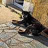 dog, black_dog, tan_dog, lying_down, stone_patio, sunlight, yellow_wall, white_wall, outdoor, relaxed, pet, canine, doorway, shadow, sunny, texture, resting, animal, daytime, home