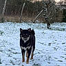 Aïko a rejoint le concours — aidez-le/la à gagner de superbes lots ! dog, snow, field, grass, tree, fence, winter, outdoor, animal, canine, nature, pet, black_dog, tan_markings, snow_nose, walking, cold, rural, bare_trees, daylight