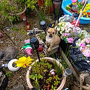 Daisy joined the competition — help win amazing prizes! dog, garden, plants, flowers, potted_plants, yellow_pinwheel, kiddie_pool, garden_decor, outdoor, small_dog, tan_dog, gravel, greenery, flower_pot, decorative_items, spring, nature, summer, pet, play_area