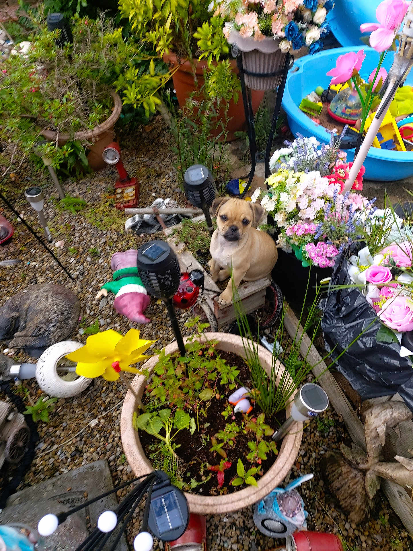 Daisy joined the competition — help win amazing prizes! dog, garden, plants, flowers, potted_plants, yellow_pinwheel, kiddie_pool, garden_decor, outdoor, small_dog, tan_dog, gravel, greenery, flower_pot, decorative_items, spring, nature, summer, pet, play_area