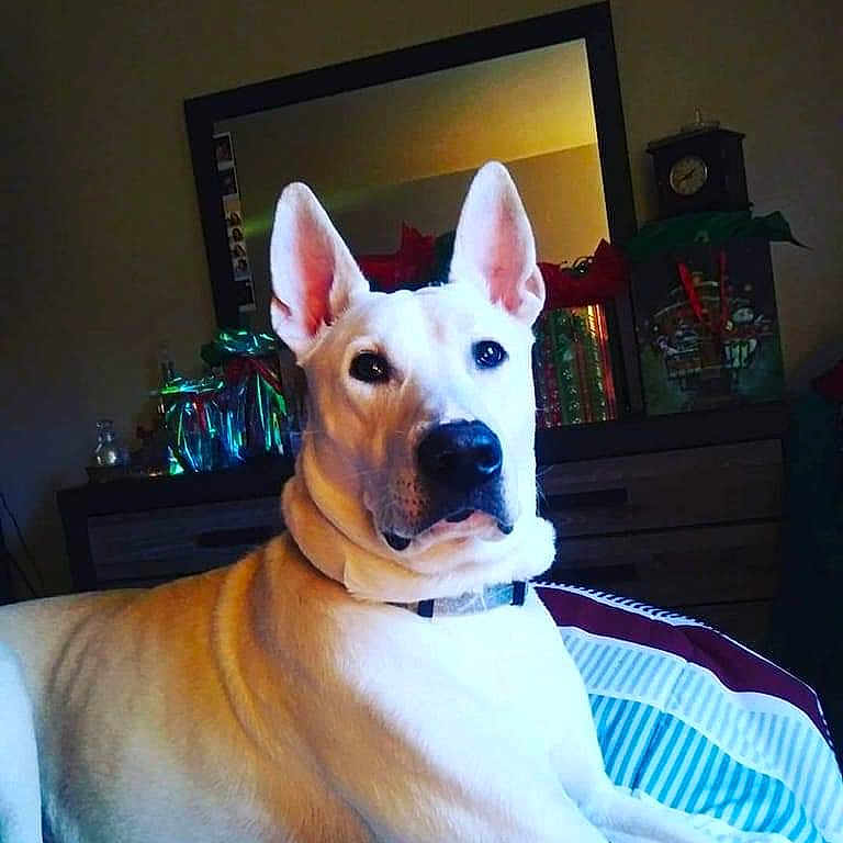 Caine Wayne joined the competition — help win amazing prizes! animal, bed, bedroom, bulldog, canine, computerhardware, dog, electronics, furniture, hardware, indoors, interiordesign, monitor, pet, plant, pottedplant, puppy, room, screen, tv