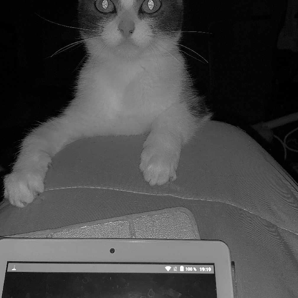 Blue participe au concours pour gagner de l'argent avec cette photo : animal, cat, closeup, curious, dark_background, device, digital_device, eyes, fur, indoor, light_reflection, looking, paws, pet, quiet, reflection, screen, sitting, tablet, whiskers