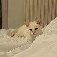 Aria participe au concours pour gagner de l'argent avec cette photo : kitten, cat, animal, pet, cream_colored, blue_eyes, blanket, bed, indoor, cute, young, fur, small, resting, looking, cozy, soft, domestic, feline, curious