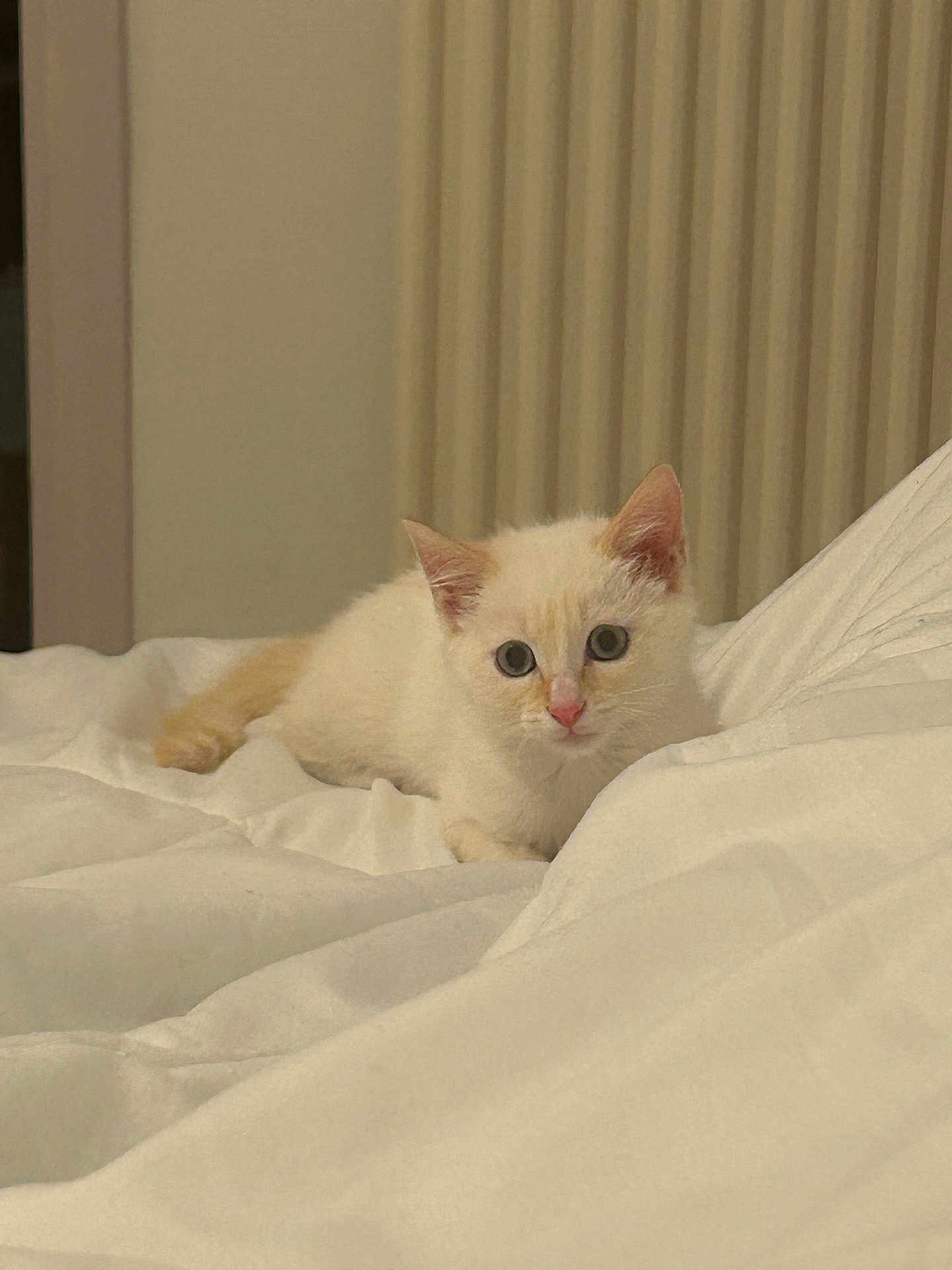 Aria participe au concours pour gagner de l'argent avec cette photo : kitten, cat, animal, pet, cream_colored, blue_eyes, blanket, bed, indoor, cute, young, fur, small, resting, looking, cozy, soft, domestic, feline, curious