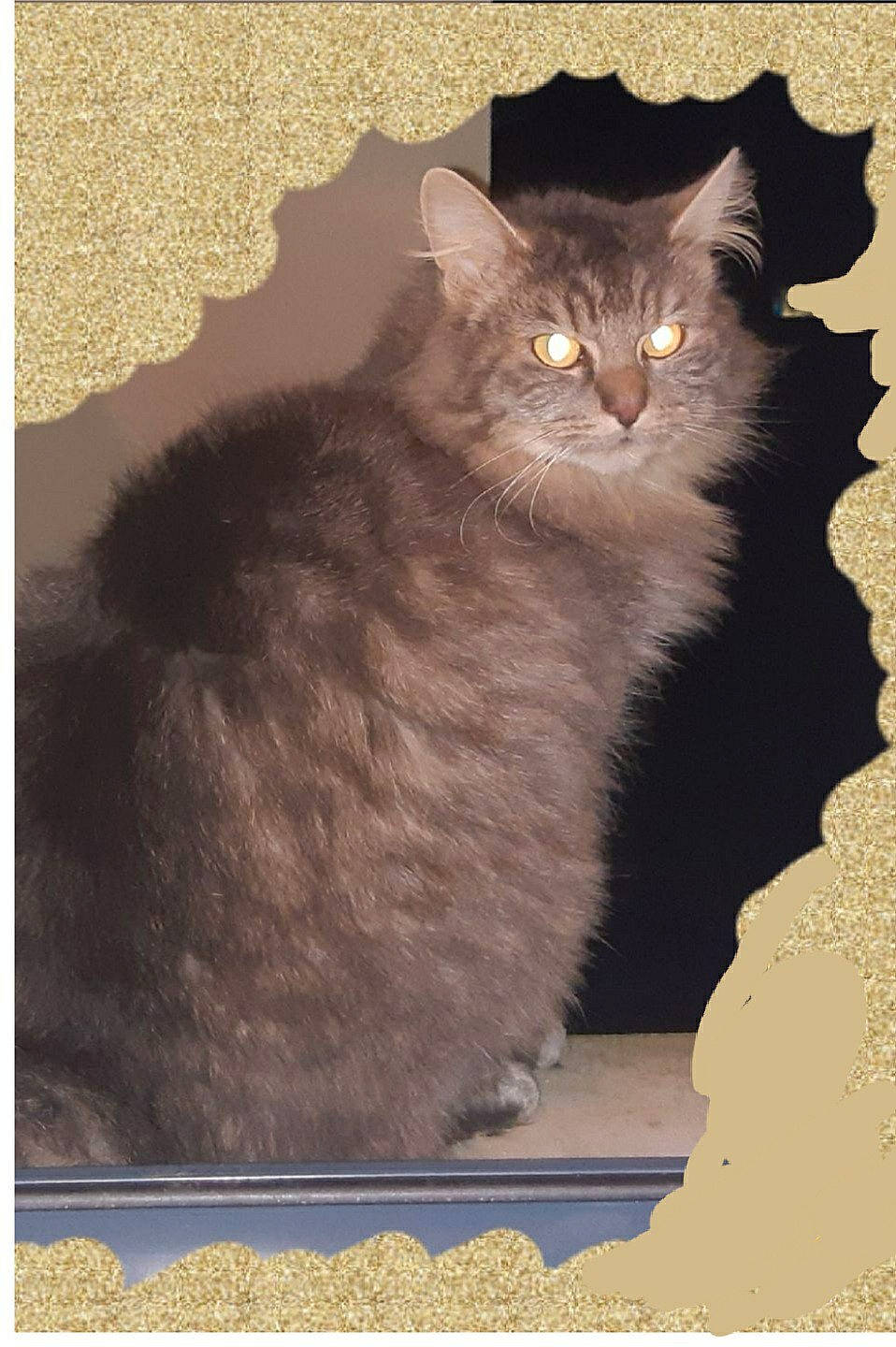 Oslo a rejoint le concours — aidez-le/la à gagner de superbes lots ! art, box, british_longhair, carnivore, cat, fawn, felidae, fur, illustration, iris, painting, paper_product, photo_caption, rectangle, small_to_medium_sized_cats, snout, tail, terrestrial_animal, whiskers, window