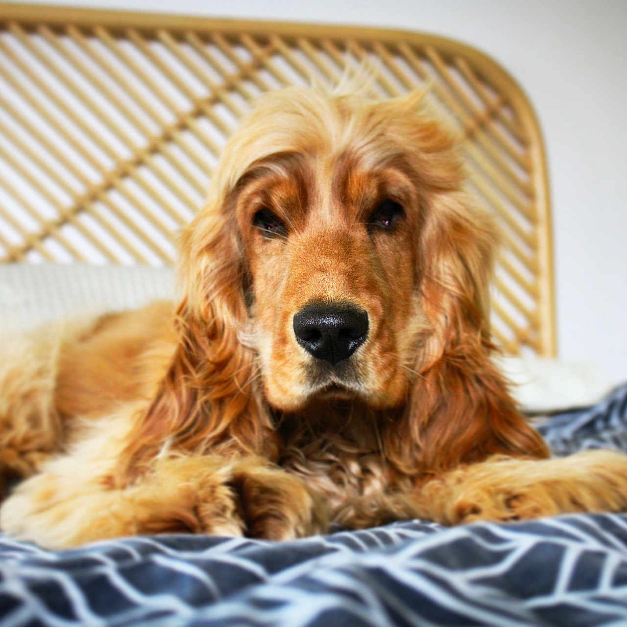 Time participe au concours pour gagner de l'argent avec cette photo : afghanhound, animal, bed, blanket, canine, cockerspaniel, dog, dogbed, furniture, goldenretriever, hound, pet, puppy, terrier