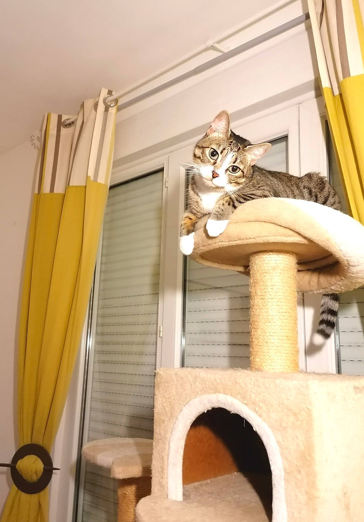 Miou Miou participe au concours pour gagner de l'argent avec cette photo : building, carnivore, cat, cat_supply, curtain, fawn, felidae, floor, hardwood, house, interior_design, pet_supply, shelf, shelving, small_to_medium_sized_cats, tail, whiskers, window, window_covering, wood