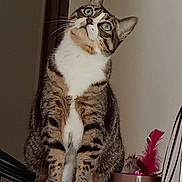 Miou-Miou a rejoint le concours — aidez-le/la à gagner de superbes lots ! cat, tabby, animal, pet, indoor, curious, green_eyes, whiskers, fur, paws, feather_toy, household, sitting, looking_up, domestic, striped, mammal, feline, close_up, portrait