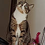 animal, cat, close_up, curious, domestic, feather_toy, feline, fur, green_eyes, household, indoor, looking_up, mammal, paws, pet, portrait, sitting, striped, tabby, whiskers