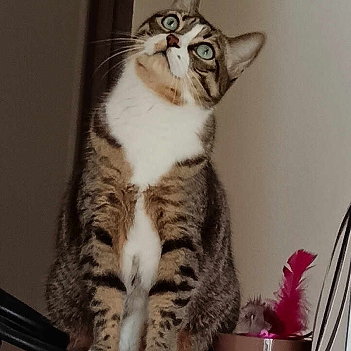 Miou-Miou