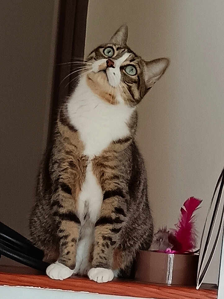 Miou-Miou a rejoint le concours — aidez-le/la à gagner de superbes lots ! cat, tabby, animal, pet, indoor, curious, green_eyes, whiskers, fur, paws, feather_toy, household, sitting, looking_up, domestic, striped, mammal, feline, close_up, portrait