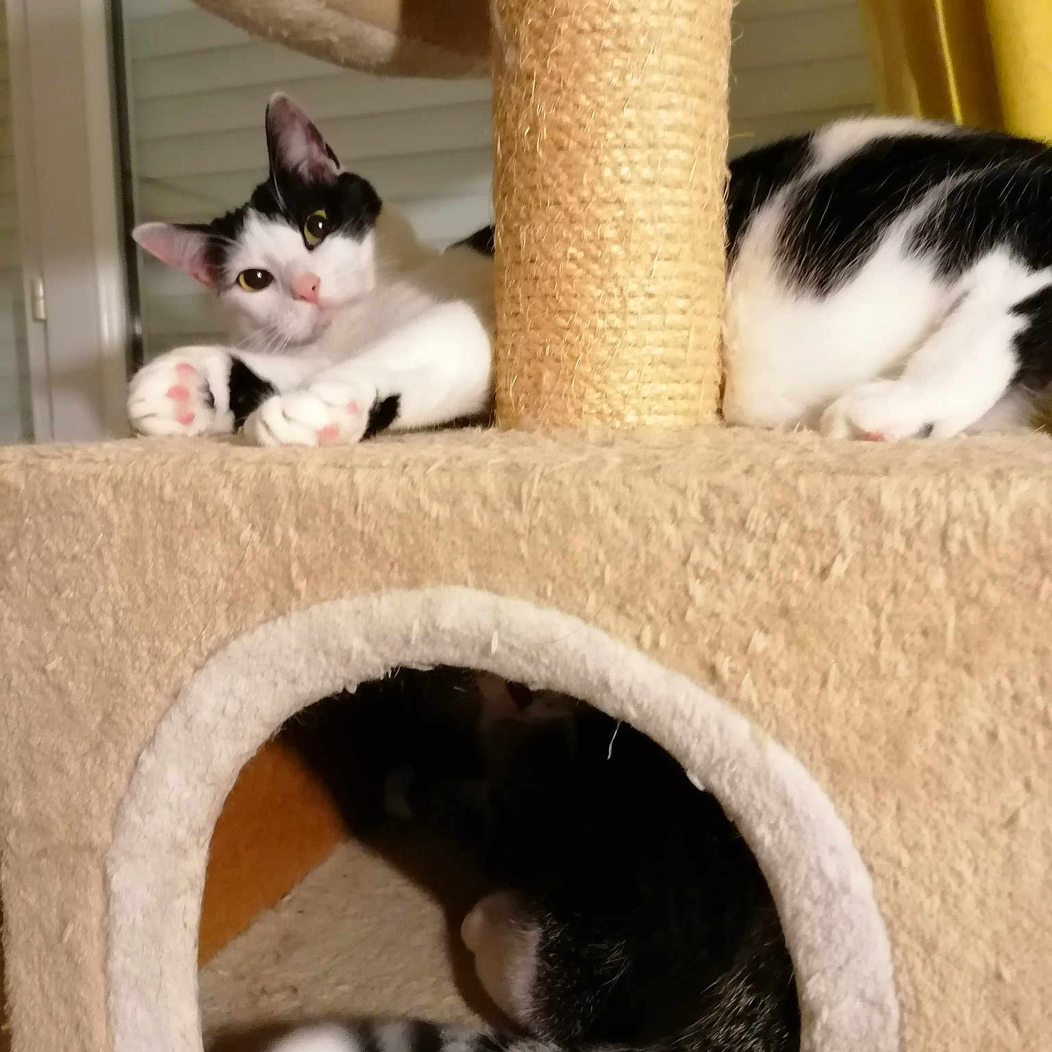 Gwenadu