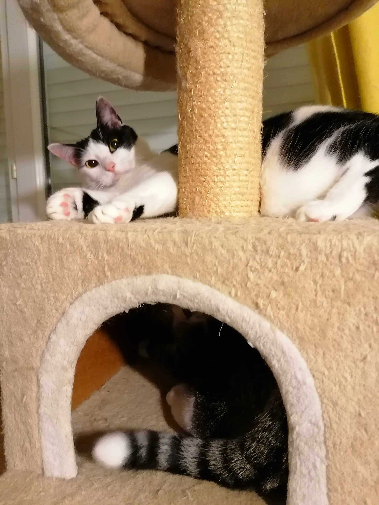 Gwenadu