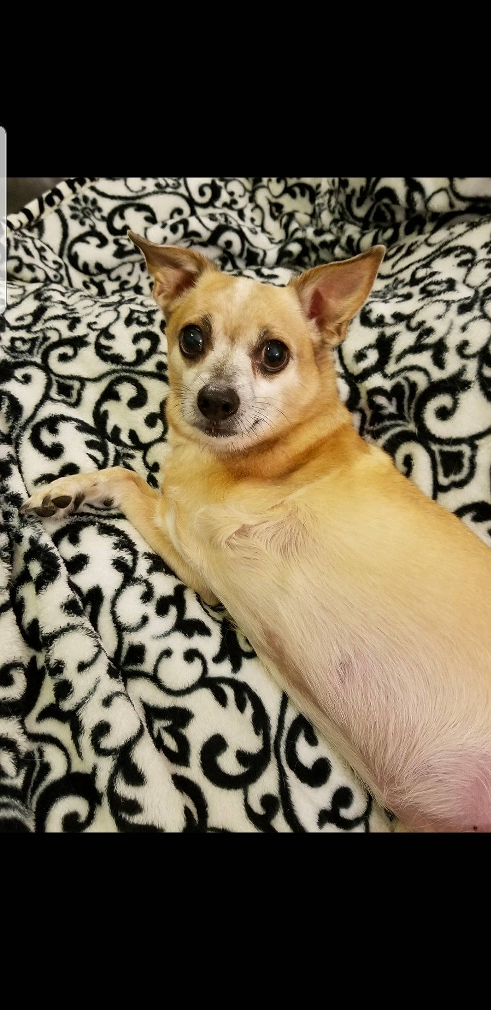 Charley joined the competition — help win amazing prizes! canidae, carnivore, chihuahua, companion_dog, corgi_chihuahua, dog, dog_breed, fawn, mammal, puppy, snout, toy_dog, vertebrate, whiskers